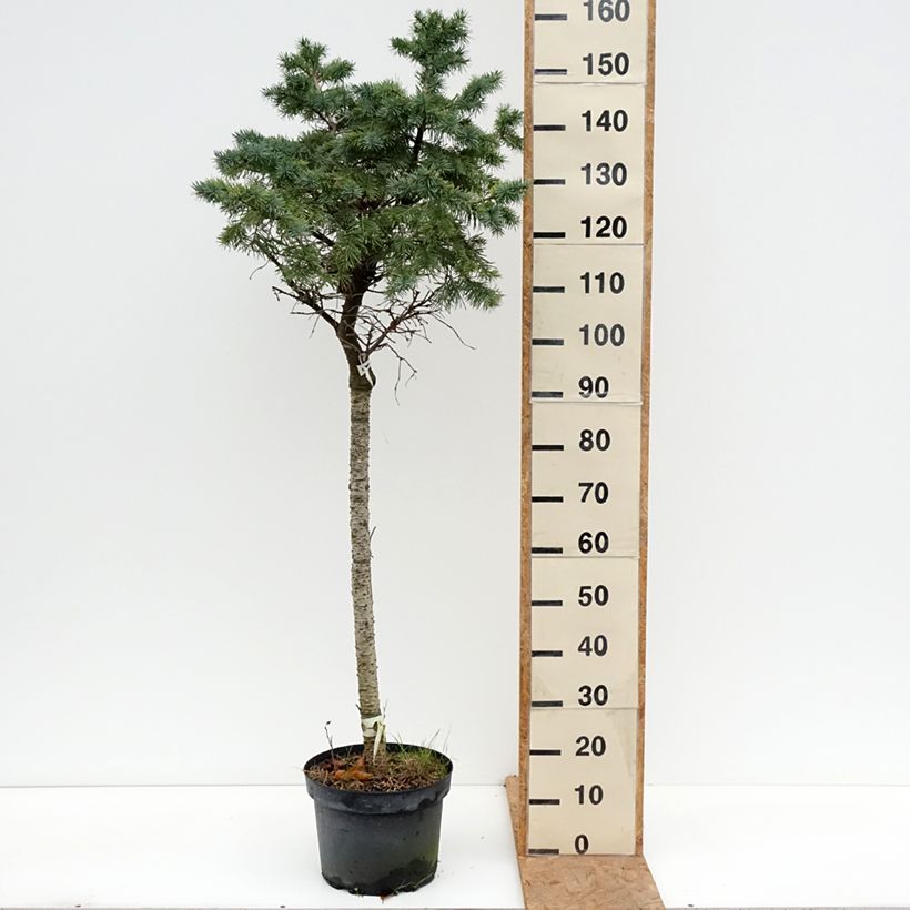 Exemplaar van Pseudotsuga menziesii Fletcheri - Douglasspar Pot van 7,5 l/10 l, Stengel zoals geleverd in de herfst