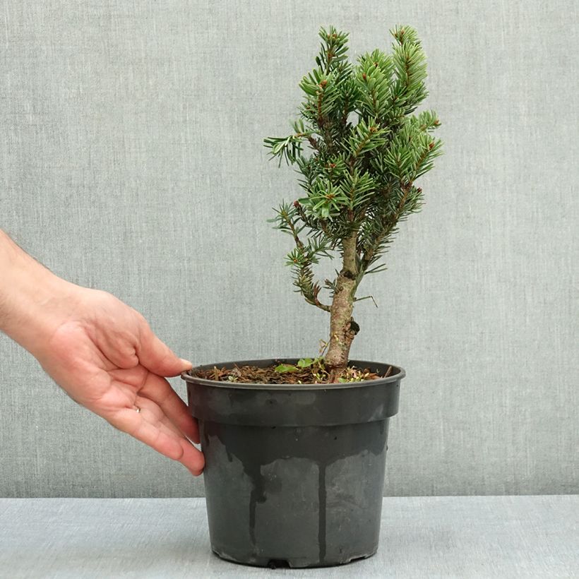 Exemplaar van Abies nordmanniana Kulista - Nordmann-spar Pot van 3 l/4 l zoals geleverd in de zomer