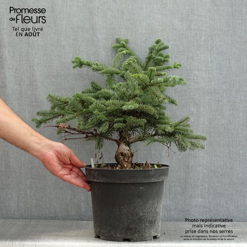 Exemplaar van Abies procera Bizzarro - Edelspar Pot van 7,5 l/10 l zoals geleverd in de zomer