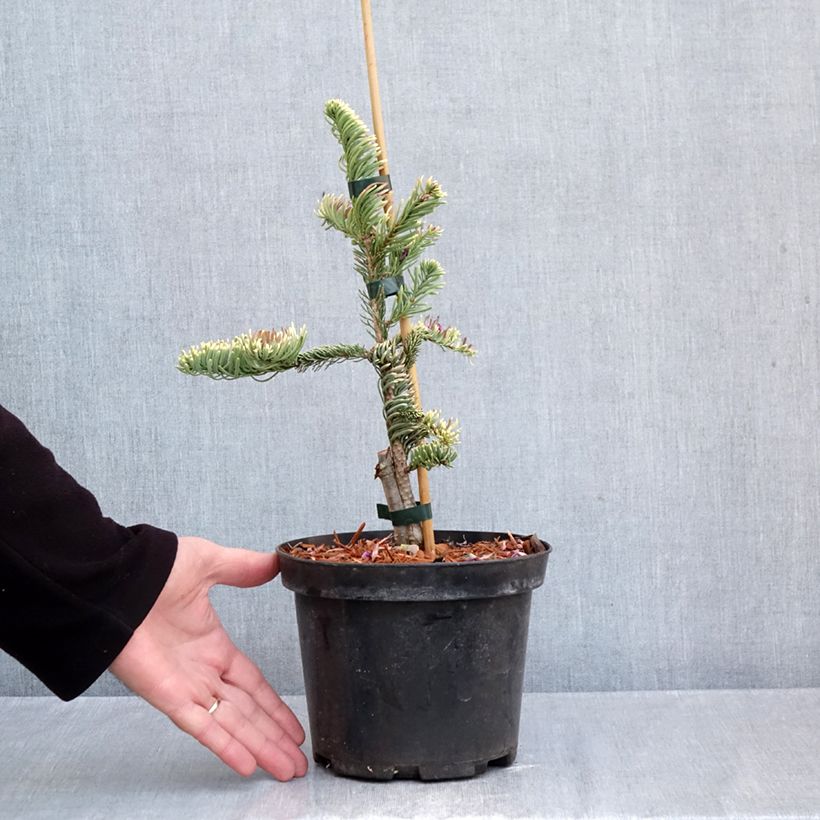 Exemplaar van Abies procera Sherwoodii - Edelspar Pot van 3 l/4 l zoals geleverd in de herfst