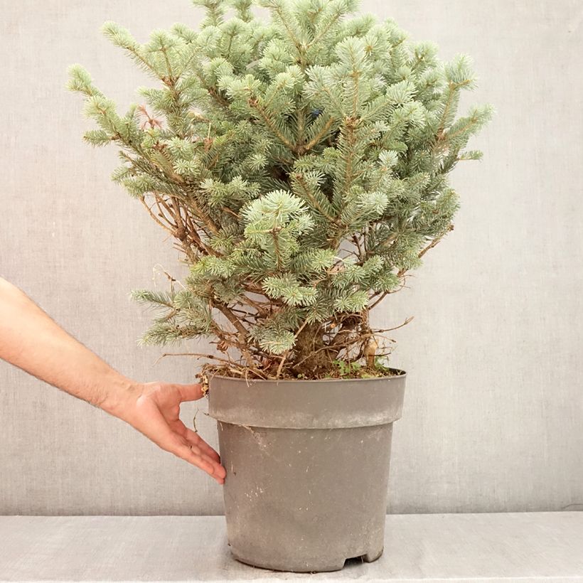 Exemplaar van Abies lasiocarpa Compacta - Bergzilverspar Pot van 6 l/7 l zoals geleverd in de zomer