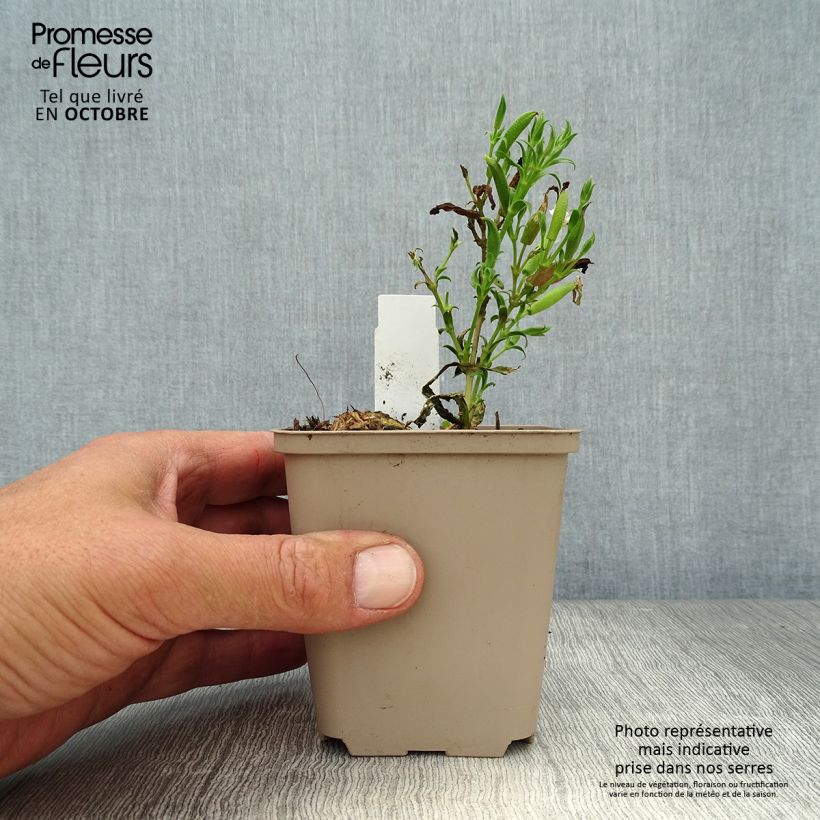 Exemplaar van Saponaria Max Frei - Zeepkruid Kweekpotje van 8/9 cm zoals geleverd in de herfst