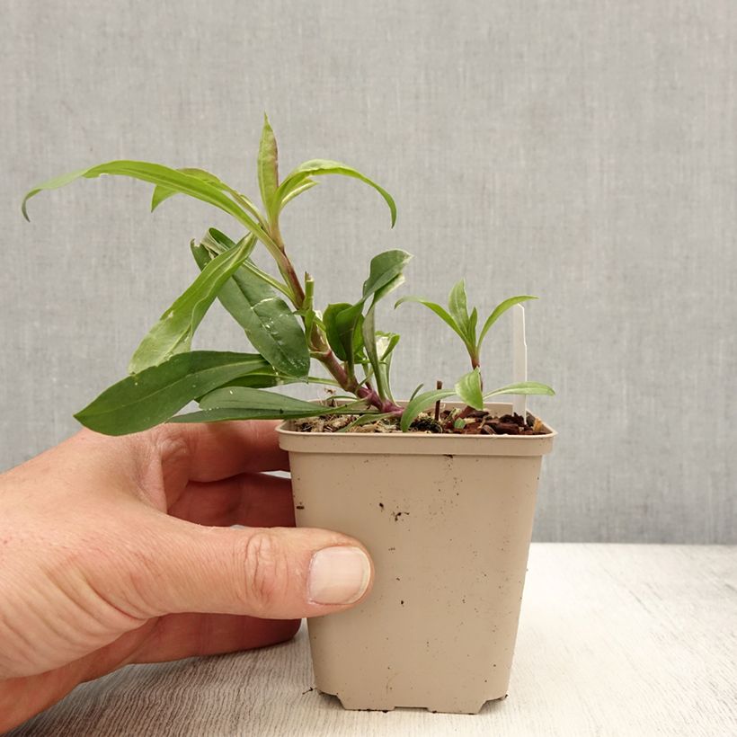 Exemplaar van Saponaria Max Frei - Zeepkruid Kweekpotje van 8/9 cm zoals geleverd in de lente