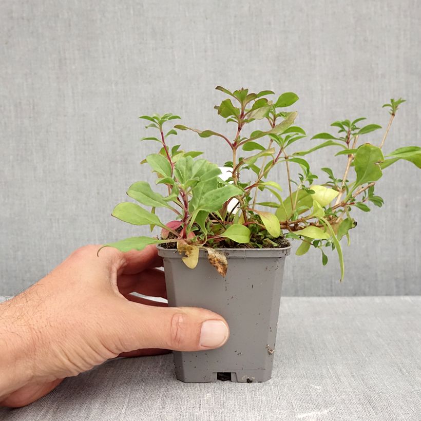 Exemplaar van Saponaria ocymoides - Zeepkruid Kweekpotje van 8/9 cm zoals geleverd in de herfst