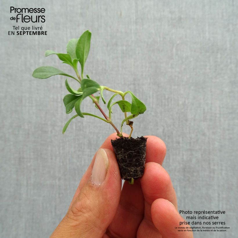 Exemplaar van Saponaria ocymoides - Zeepkruid Mini-mot Ø 1,5/2,5 cm zoals geleverd in de herfst