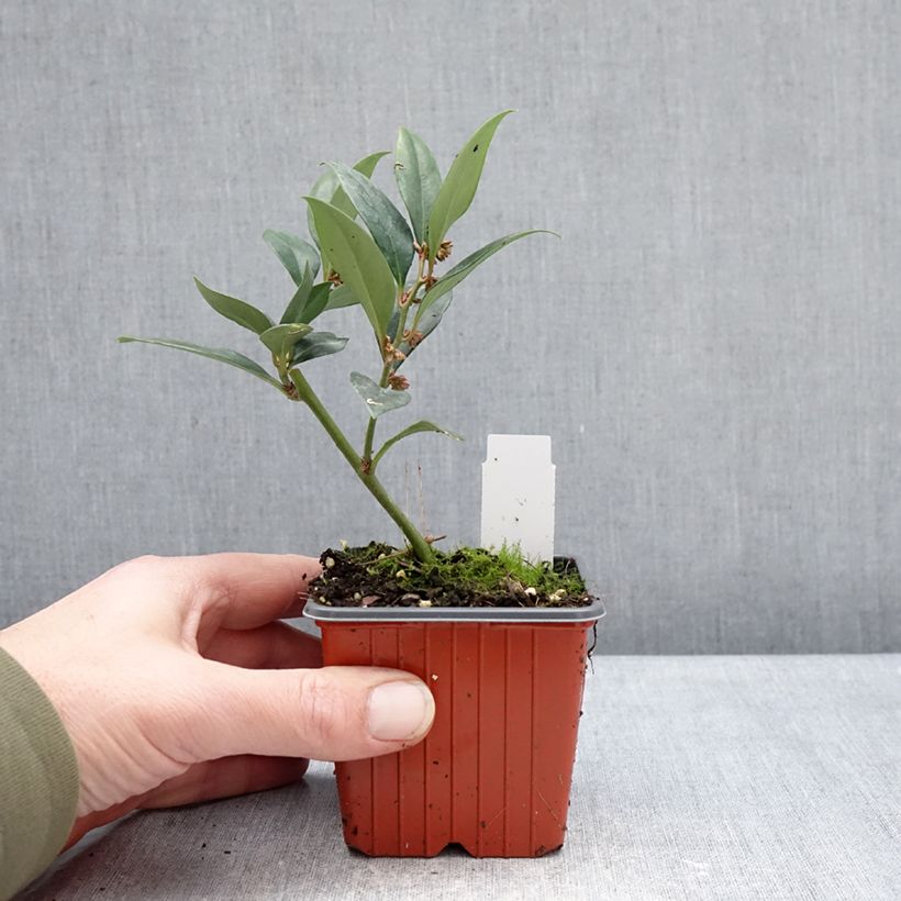 Example of Sarcococca Dragons Gate - Vleesbes Kweekpotje van 8/9 cm as you get in hiver