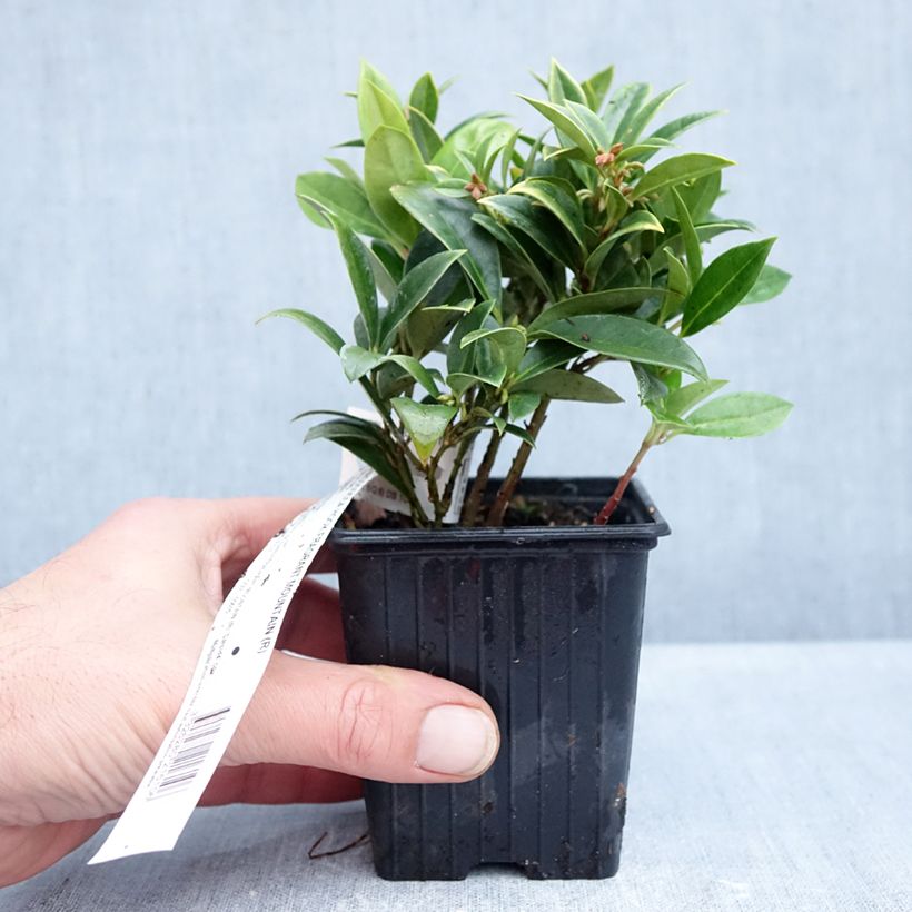 Exemplaar van Sarcococca hookeriana var. humilis Fragrant Mountain - Vleesbes Kweekpotje van 8/9 cm zoals geleverd in de herfst