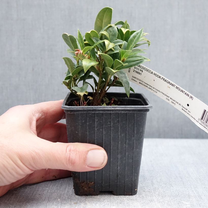Exemplaar van Sarcococca hookeriana var. humilis Fragrant Mountain - Vleesbes Kweekpotje van 8/9 cm zoals geleverd in de winter