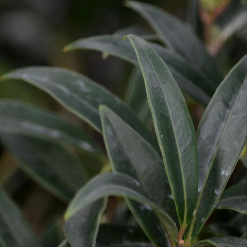 Sarcococca hookeriana digyna - Vleesbes (Foliage)
