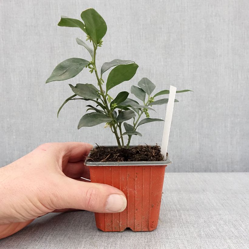 Exemplaar van Sarcococca hookeriana humilis Godet de 8/9 cm zoals geleverd in de winter