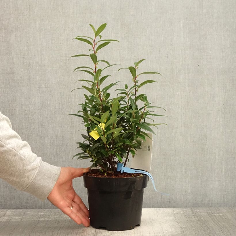 Exemplaar van Sarcococca hookeriana Purple Gem - Vleesbes Pot van 3 l/4 l zoals geleverd in de herfst