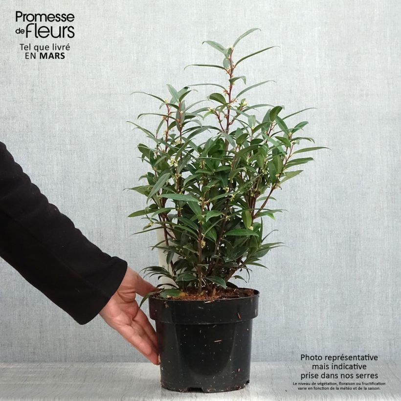 Exemplaar van Sarcococca hookeriana Purple Gem - Vleesbes Pot van 3 l/4 l zoals geleverd in de lente