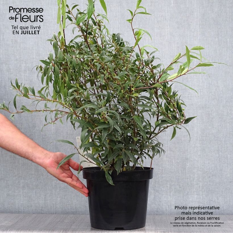 Exemplaar van Sarcococca hookeriana Purple Stem - Vleesbes Pot van 7,5 l/10 l zoals geleverd in de zomer