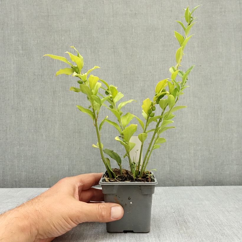 Exemplaar van Sarcococca ruscifolia - Vleesbes Kweekpotje van 8/9 cm zoals geleverd in de zomer