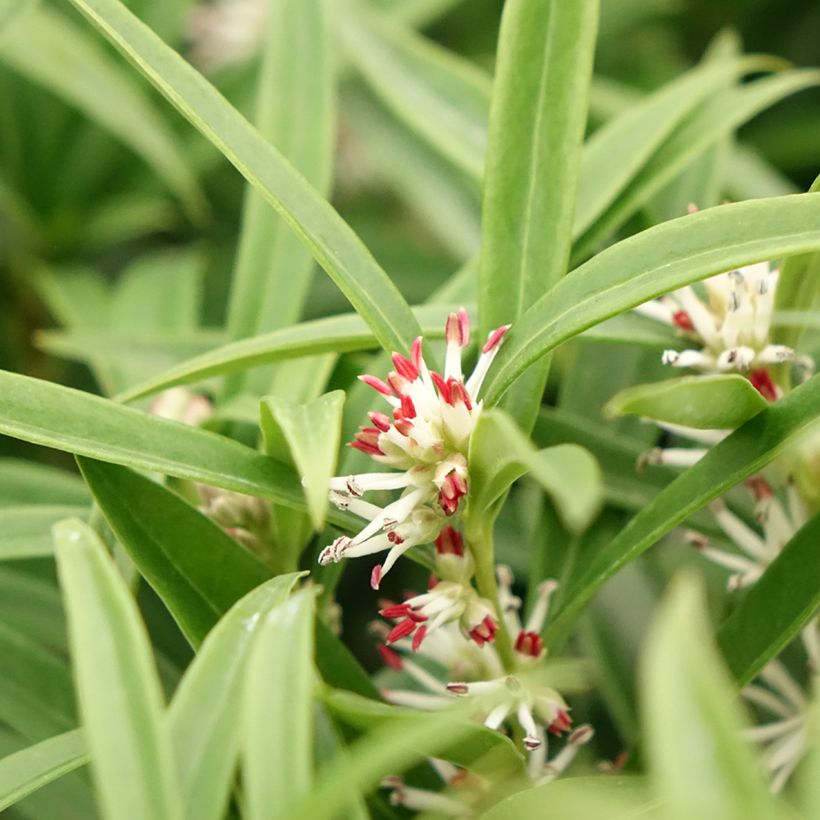 Sarcococca saligna - Vleesbes (Bloei)