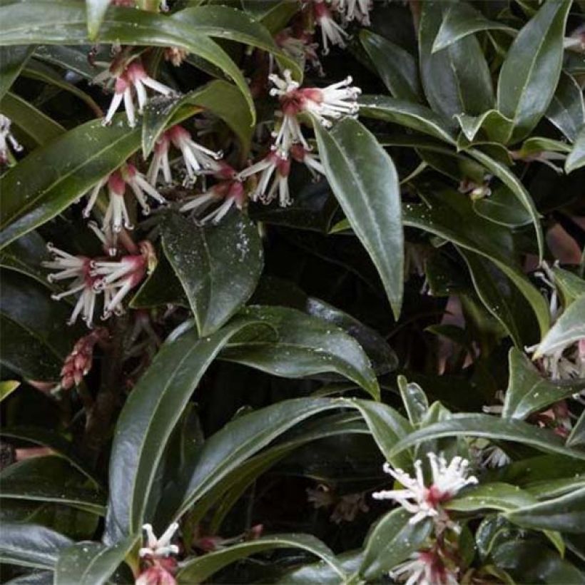 Sarcococca Winter Gem - Vleesbes (Foliage)