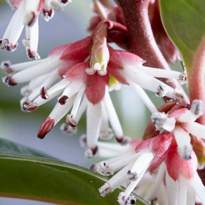 Sarcococca Winter Gem - Vleesbes (Flowering)