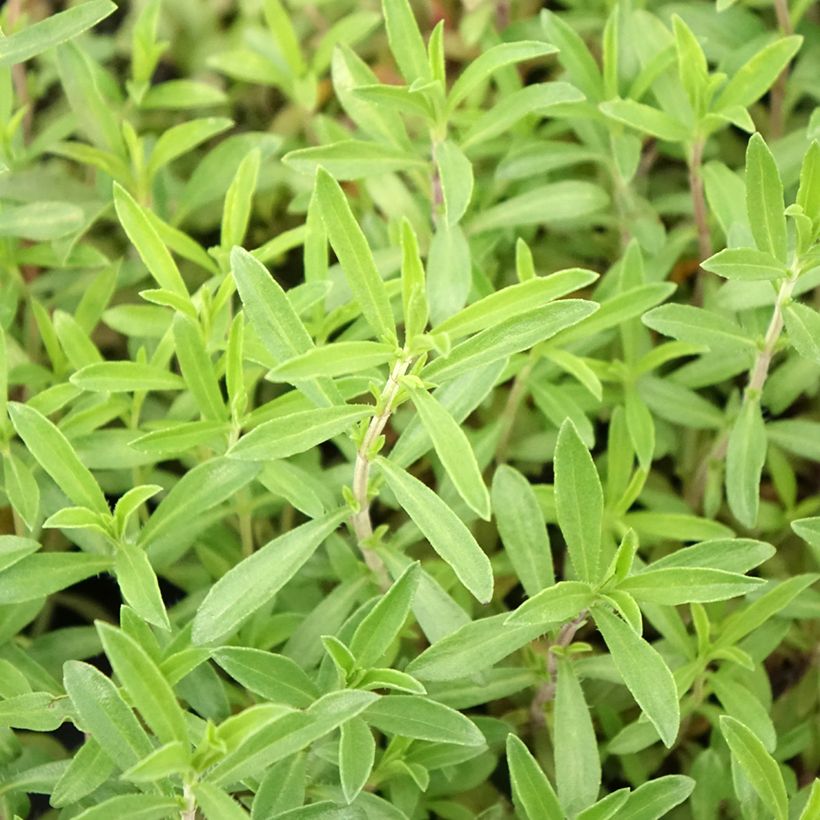 Bergbonenkruid BIO - Satureja montana (jonge planten) (Blad)