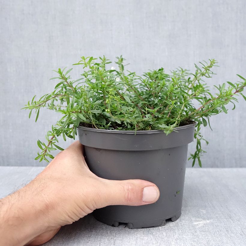 Exemplaar van Satureja spicigera - Kruipbonenkruid Pot van 1,5 l/2 l zoals geleverd in de herfst