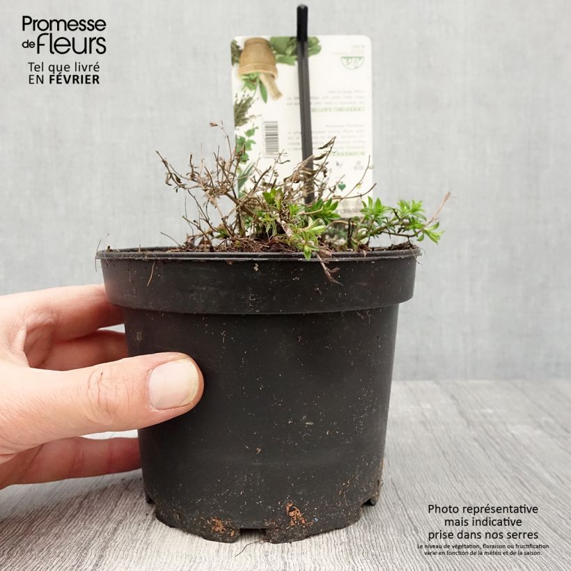 Exemplaar van Sarriette vivace rampante - Satureja spicigera Pot de 1,5L/2L zoals geleverd in de winter