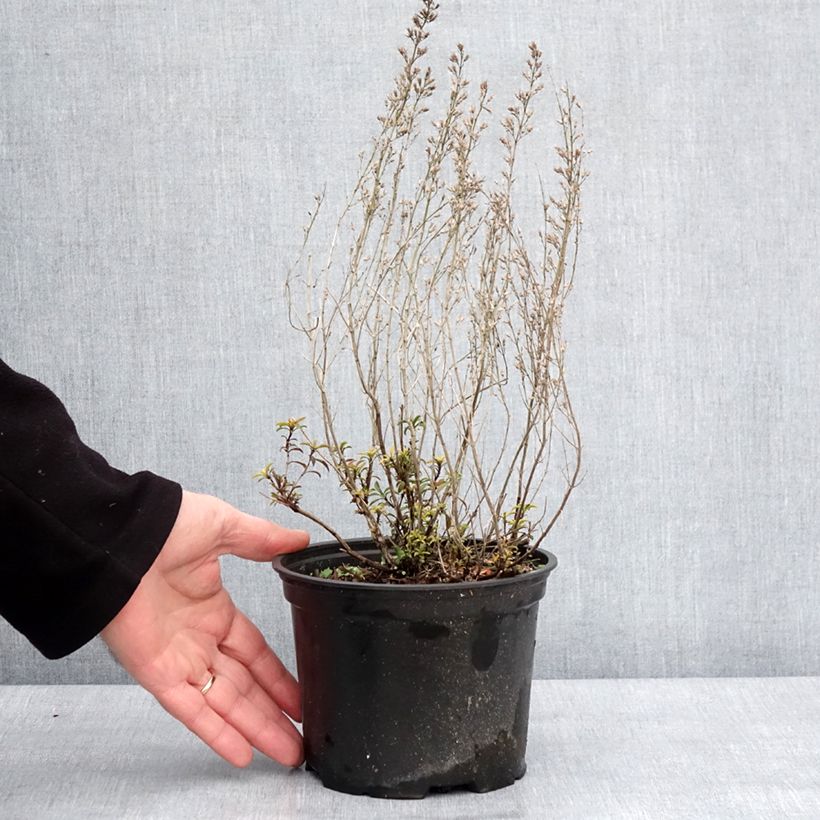 Exemplaar van Satureja montana - Bonenkruid Pot van 2 l/3 l zoals geleverd in de winter