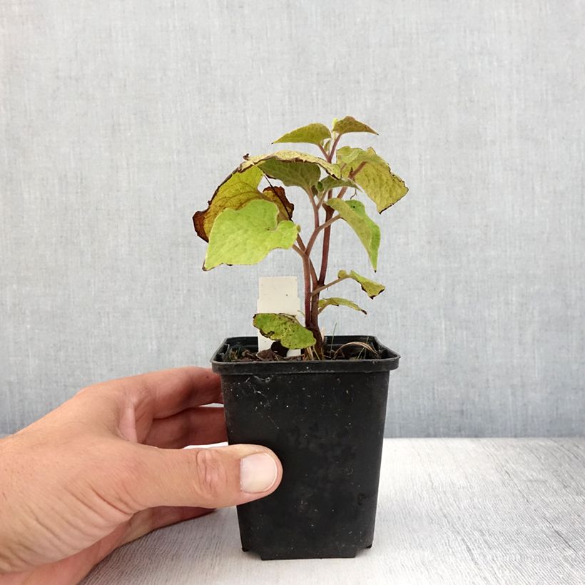 Exemplaar van Saruma henryi - Geurende hoefbloem Kweekpotje van 8/9 cm zoals geleverd in de zomer