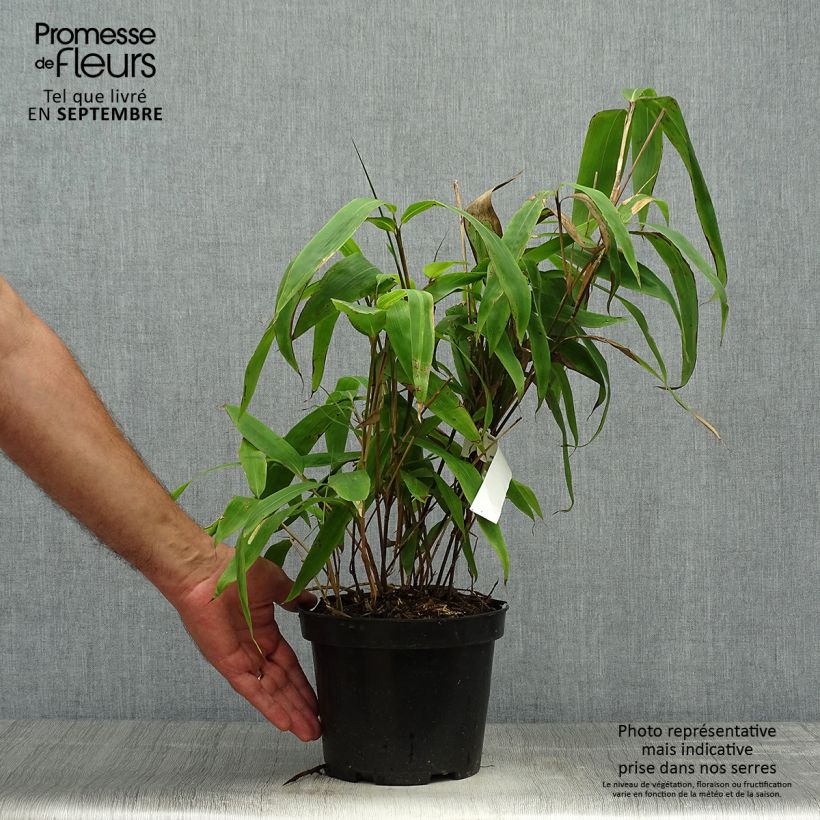 Exemplaar van Sasa tessellata - Palmbamboe Pot van 3 l/4 l zoals geleverd in de herfst