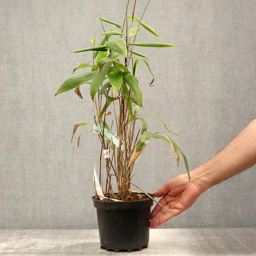 Exemplaar van Sasa tessellata - Palmbamboe Pot van 3 l/4 l zoals geleverd in de zomer