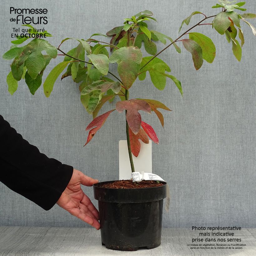 Exemplaar van Sassafras albidum - Sassafrasboom Pot van 3 l/4 l zoals geleverd in de herfst