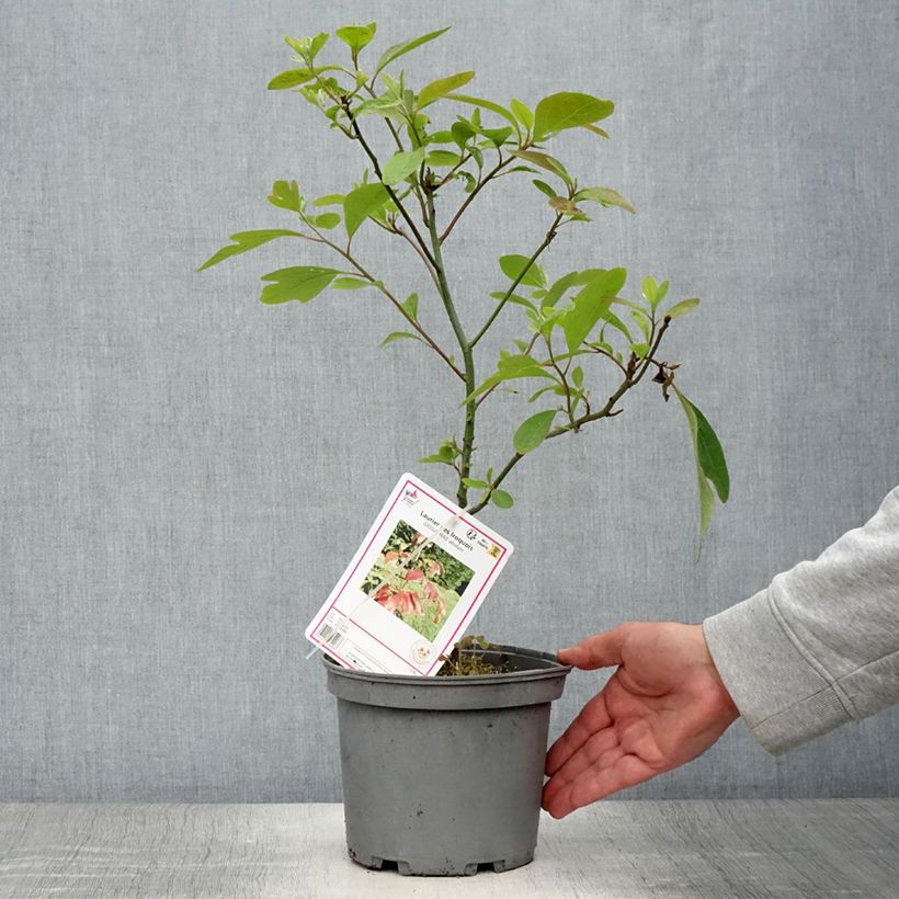 Exemplaar van Sassafras albidum - Sassafrasboom Pot van 3 l/4 l zoals geleverd in de zomer