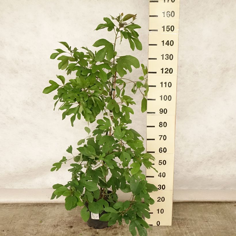 Exemplaar van Sassafras albidum - Sassafrasboom Pot van 7,5 l/10 l zoals geleverd in de zomer