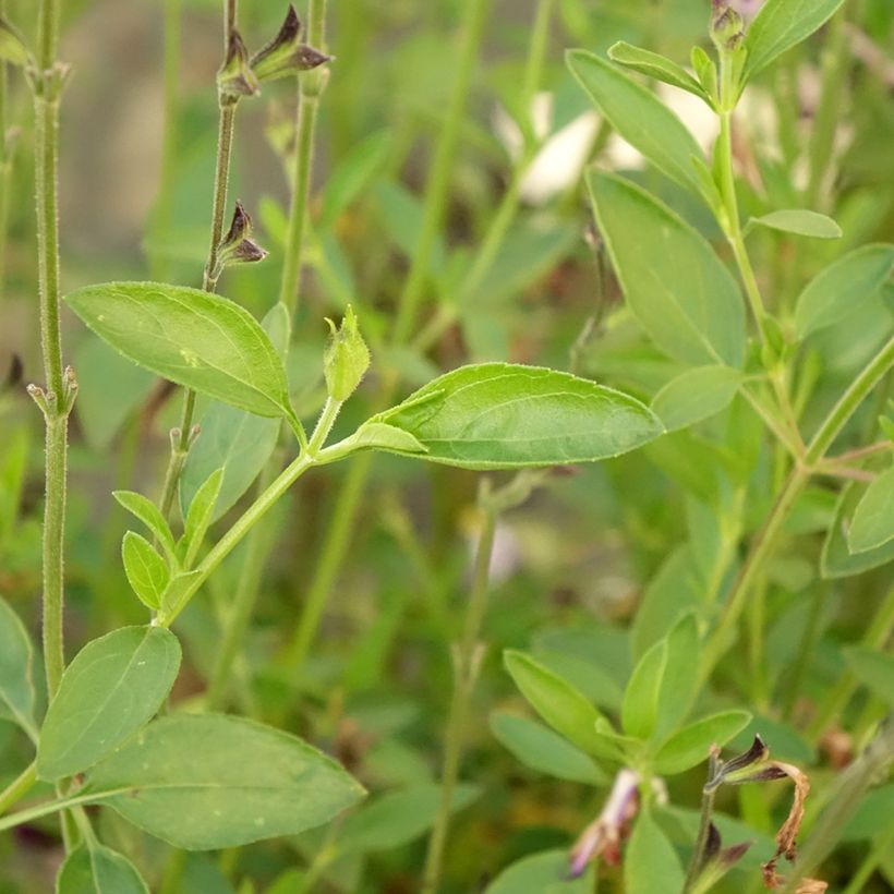 Salvia greggii Amethyst Lips - Herfstsalie (Blad)