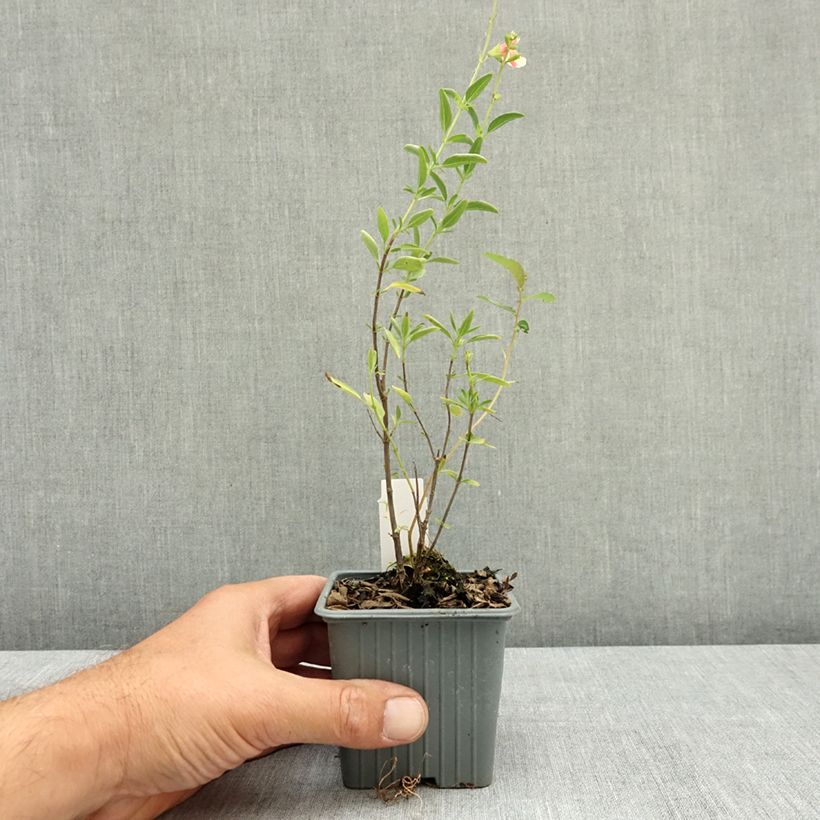 Exemplaar van Salvia jamensis Belle de Loire - Struiksalie Kweekpotje van 8/9 cm zoals geleverd in de zomer