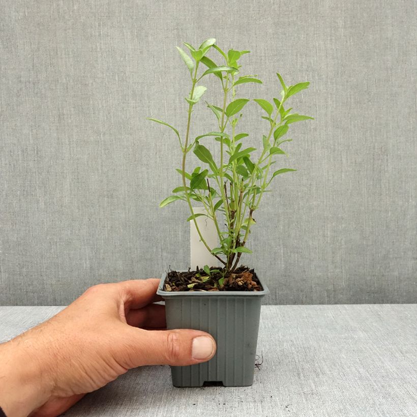 Exemplaar van Salvia jamensis Belle de Loire - Struiksalie Kweekpotje van 8/9 cm zoals geleverd in de lente
