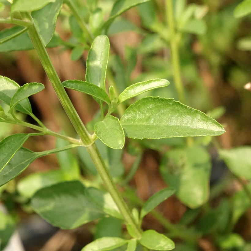 Salvia jamensis Belle de Loire - Struiksalie (Blad)