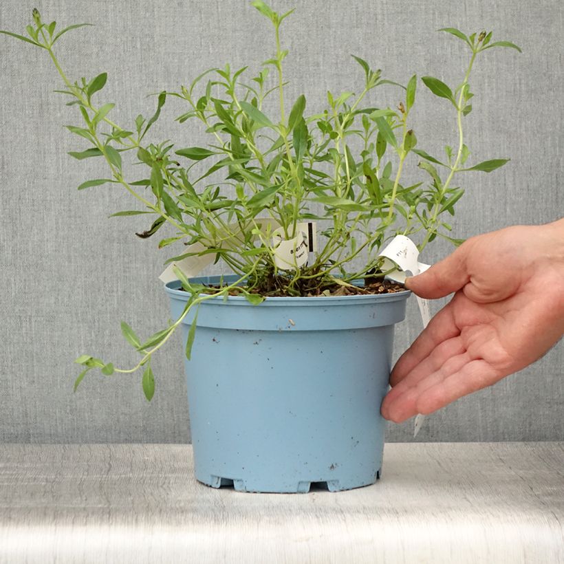 Exemplaar van Salvia microphylla Blue Note - Struiksalie Pot van 2 l/3 l zoals geleverd in de zomer