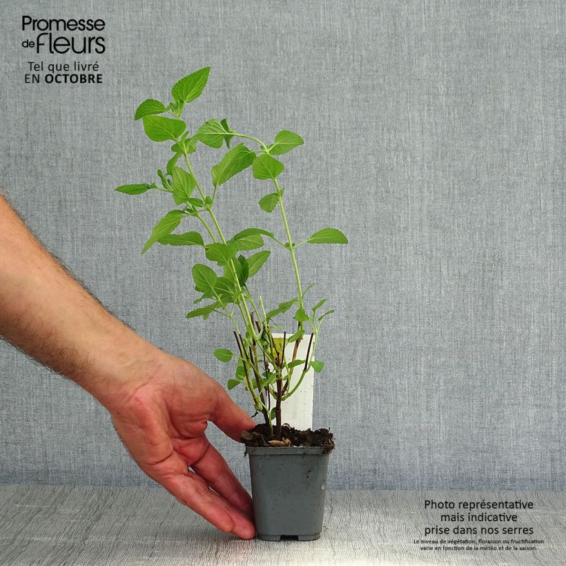 Exemplaar van Salvia microphylla Cerro Potosi - Struiksalie Kweekpotje van 7/8 cm zoals geleverd in de herfst
