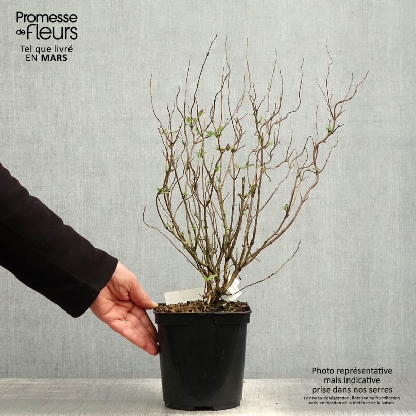 Exemplaar van Salvia microphylla Cerro Potosi - Struiksalie Pot van 2 l/3 l zoals geleverd in de lente