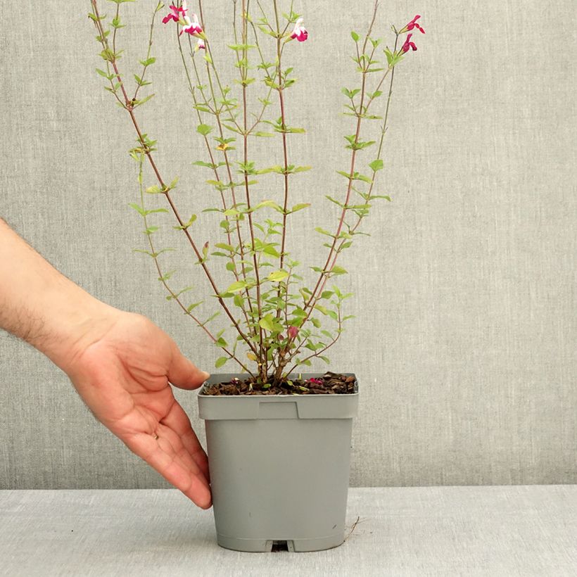 Exemplaar van Salvia greggii Cherry Lips - Herfstsalie Pot van 2 l/3 l zoals geleverd in de lente