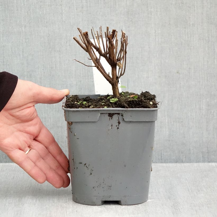 Exemplaar van Salvia jamensis Flammenn - Struiksalie Pot van 2 l/3 l zoals geleverd in de herfst