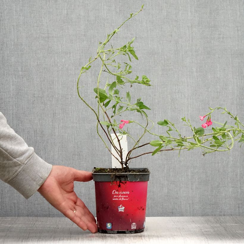 Exemplaar van Salvia jamensis Flammenn - Struiksalie Pot van 2 l/3 l zoals geleverd in de zomer