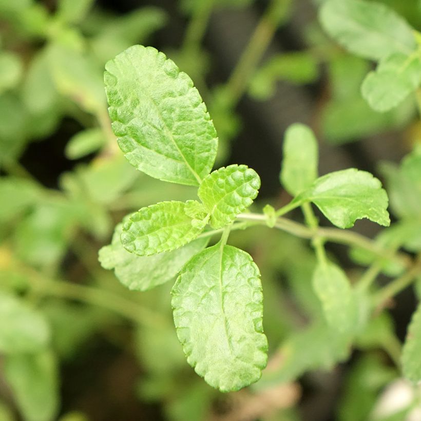 Salvia microphylla Gletsjer - Struiksalie (Blad)