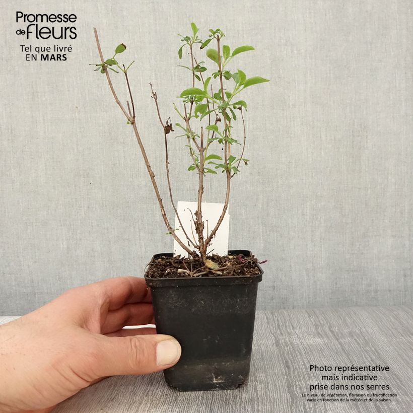 Example of Salvia microphylla Gletsjer - Struiksalie Kweekpotje van 8/9 cm as you get in printemps