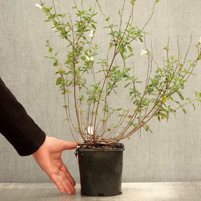 Exemplaar van Sauge arbustive Gletsjer - Salvia microphylla Pot de 2L/3L zoals geleverd in de herfst