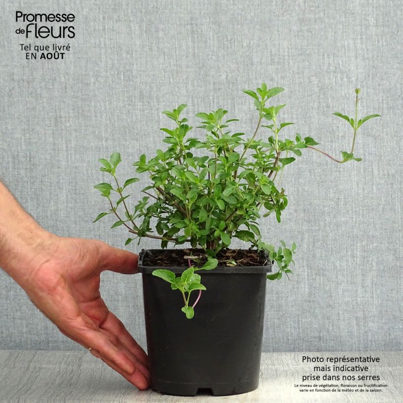 Exemplaar van Salvia microphylla Gletsjer - Struiksalie Pot van 2 l/3 l zoals geleverd in de zomer