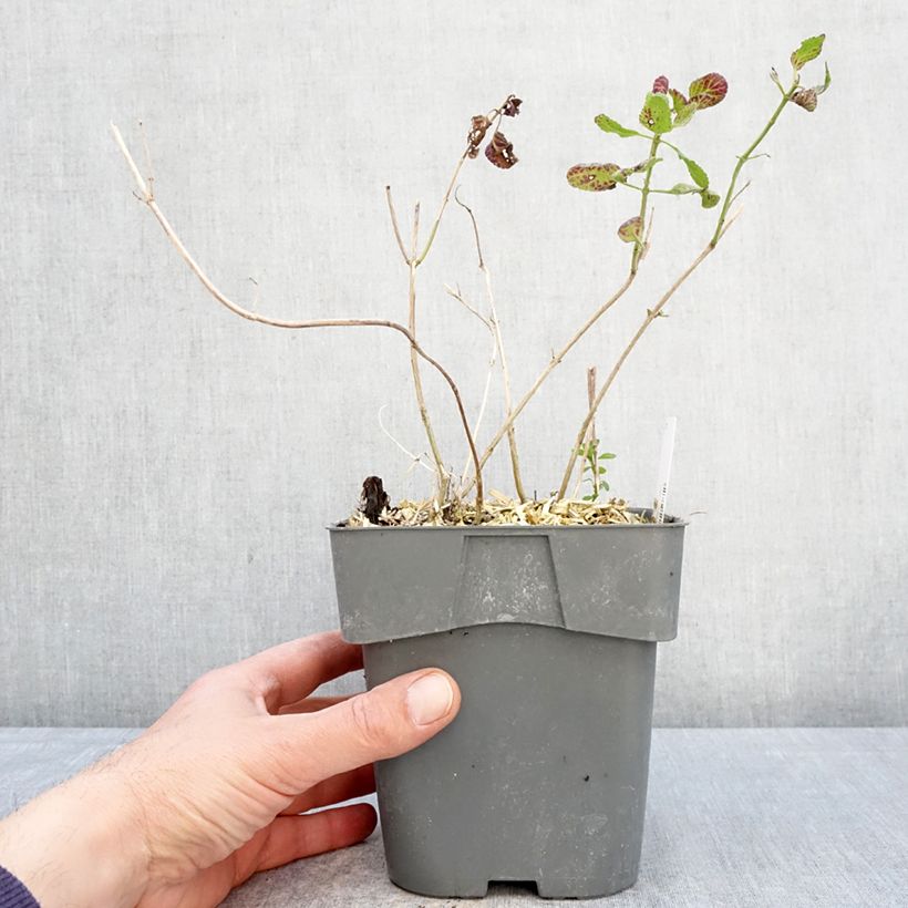 Exemplaar van Salvia microphylla Gletsjer - Struiksalie Pot van 2 l/3 l zoals geleverd in de lente