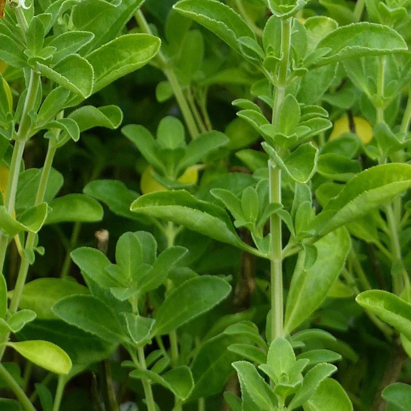 Salvia Lemon Light - Struiksalie (Foliage)