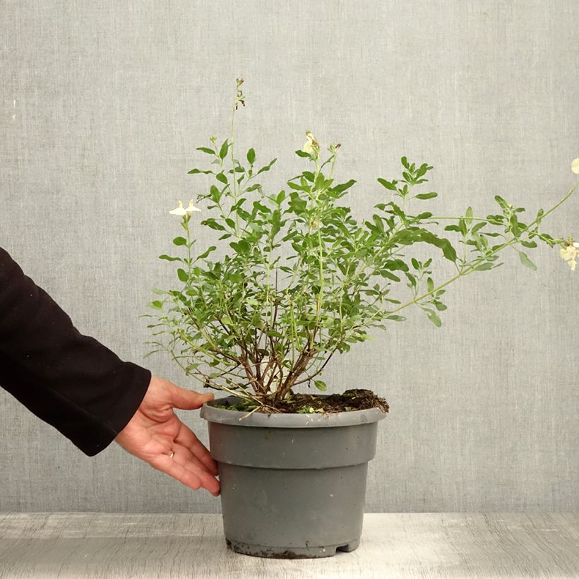 Exemplaar van Salvia jamensis Melen - Struiksalie Pot van 4 l/5 l zoals geleverd in de herfst