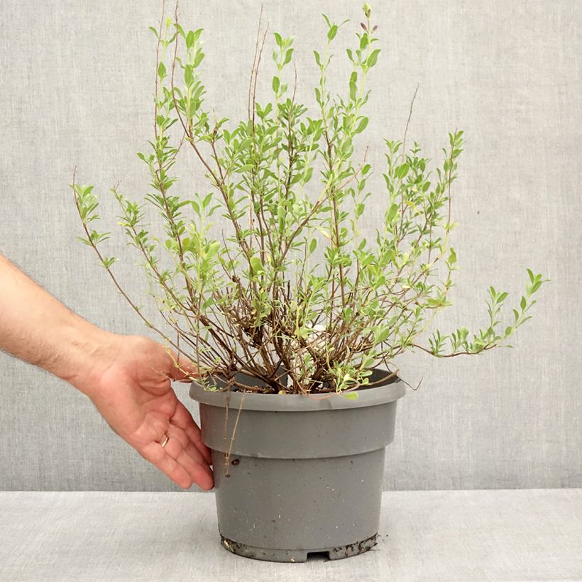 Exemplaar van Salvia jamensis Melen - Struiksalie Pot van 4 l/5 l zoals geleverd in de zomer