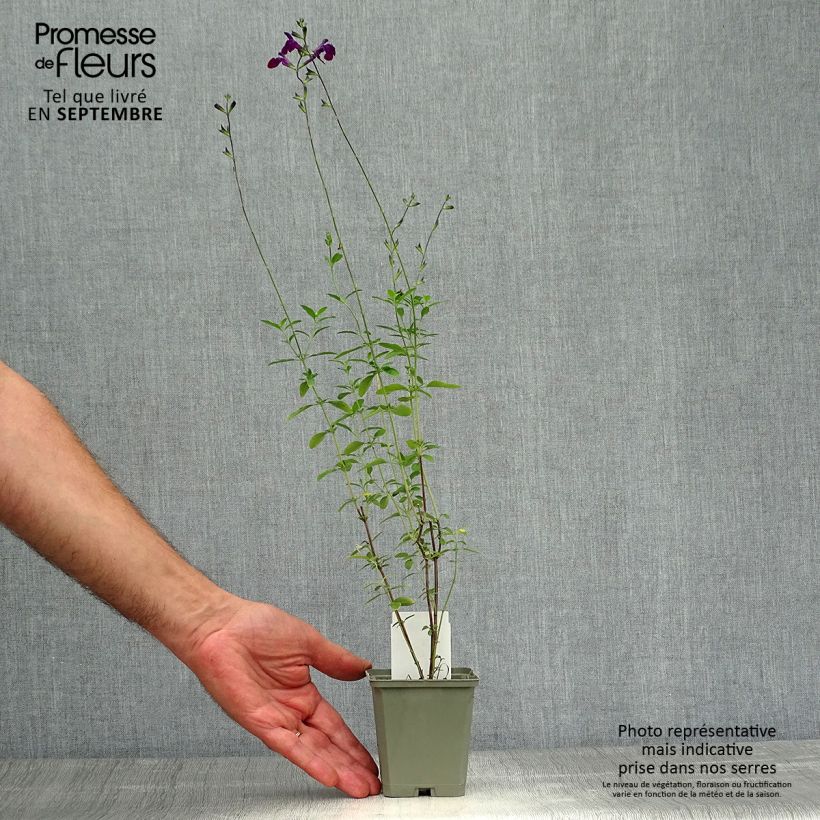 Exemplaar van Salvia microphylla Nachtvlinder - Struiksalie Kweekpotje van 8/9 cm zoals geleverd in de herfst